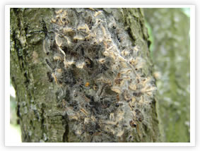 Oak Processionary Moth - On Tree Trunk
