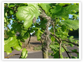 Oak Processionary Moth - Catterpillars