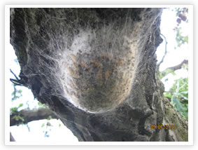 Oak Processionary Moth - 2009 Activity