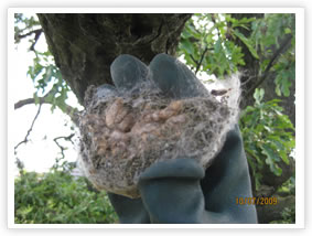 Oak Processionary Moth - 2009 Activity