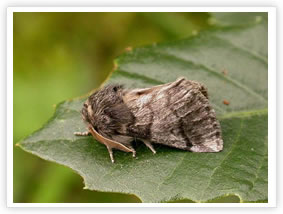 Oak Processionary Moth - On Leaf