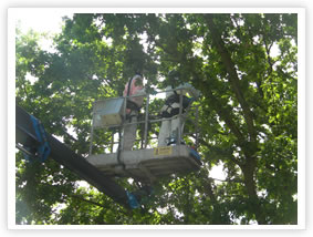 Oak Processionary Moth - Manual Removal