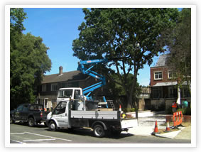 Oak Processionary Moth - Manual Removal