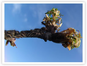 Oak Processionary Moth - Instar L2