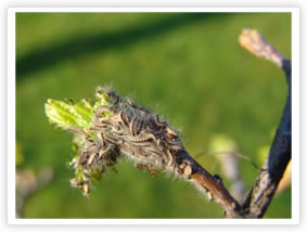 Oak Processionary Moth - Instar L2