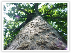 Oak Processionary Moth - Instar L6