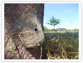 Oak Processionary Moth - Pupae